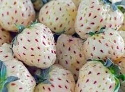 خواص توت فرنگی نارس_2