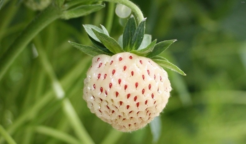 خواص توت فرنگی نارس_5