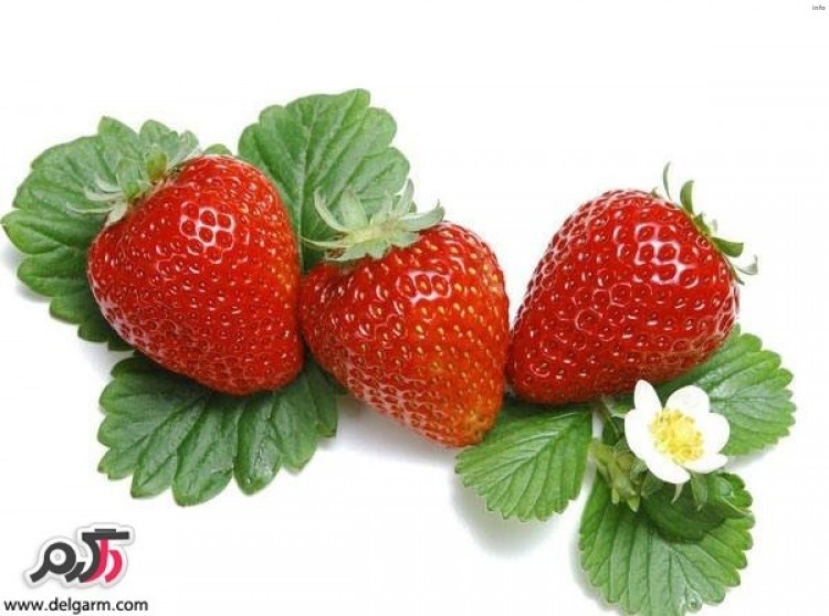خواص توت فرنگی ناشتا_3