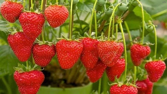 خواص توت فرنگی و یبوست_2