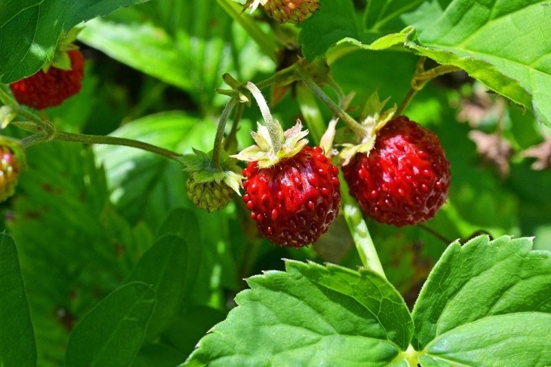 خواص توت فرنگی وحشی_10