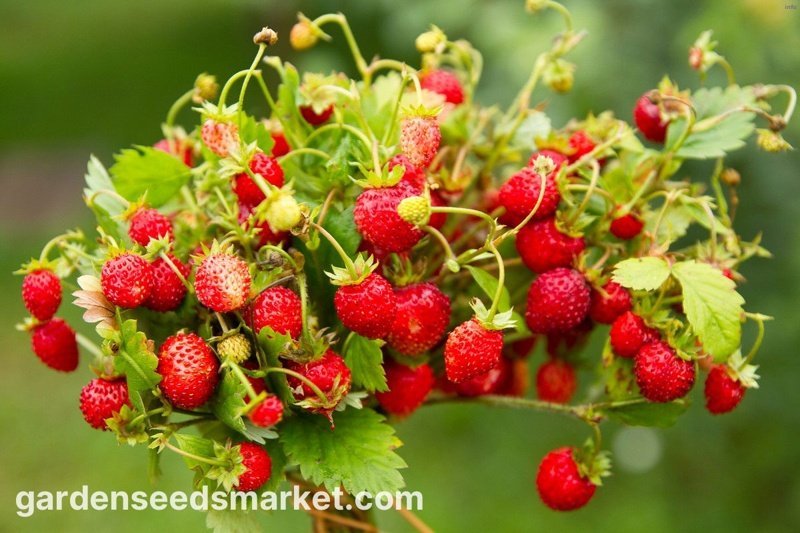 خواص توت فرنگی وحشی_2