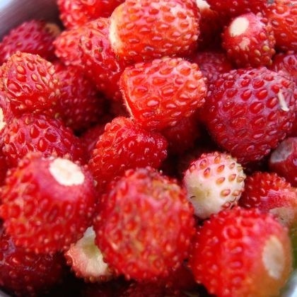خواص توت فرنگی وحشی_6