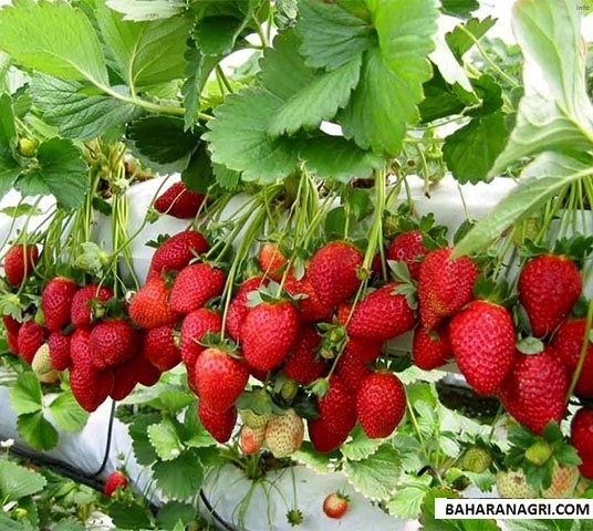 خواص توت فرنگی گلخانه ای_1