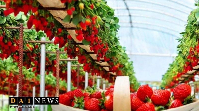 خواص توت فرنگی گلخانه ای_10