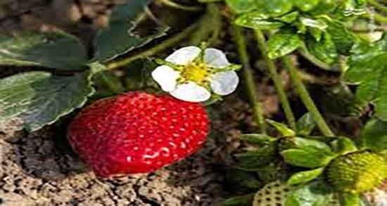 خواص توت فرنگی گلخانه ای_6