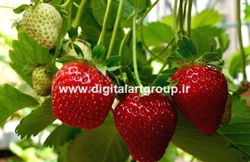 خواص توت فرنگی گلخانه ای_7