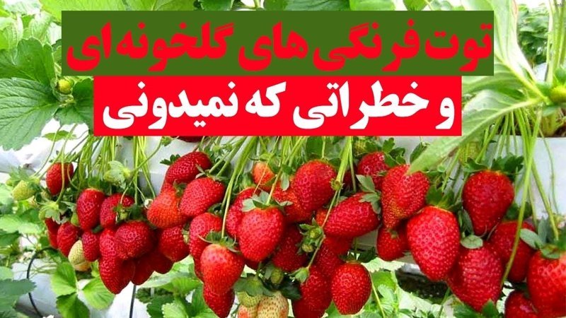 خواص توت فرنگی گلخانه ای_8