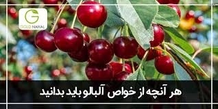 خواص جوشاندن آلبالو_1