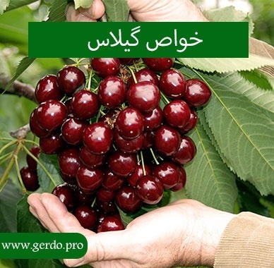 خواص خوردن گیلاس برای پوست_2