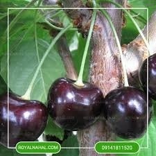 خواص خوشه گیلاس_1