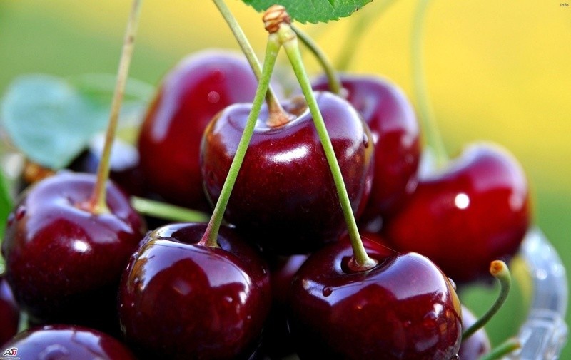 خواص دم گیلاس برای لاغری_10