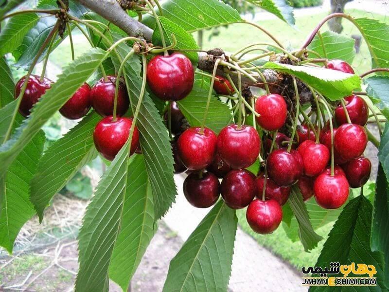 خواص دم گیلاس چیست_7