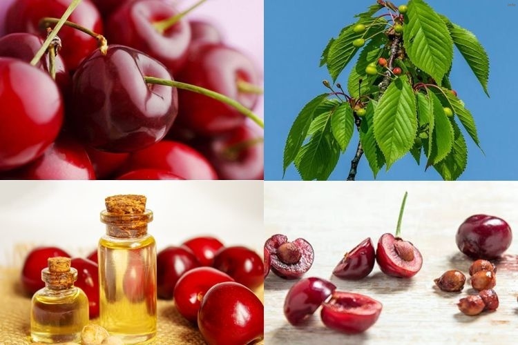 خواص روغن هسته گیلاس_5