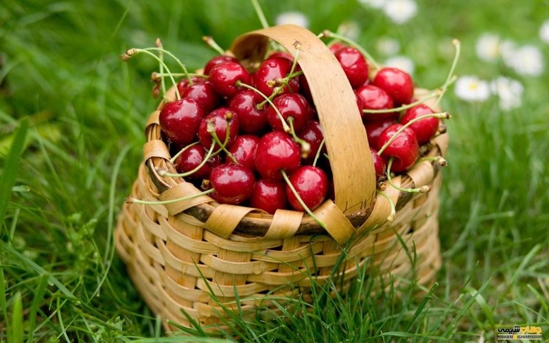 خواص روغن هسته ی البالو_8