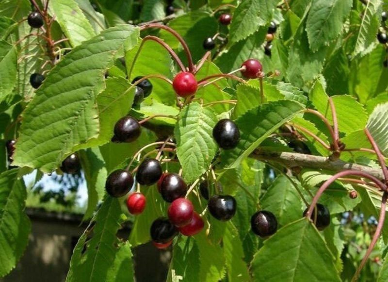 خواص ریشه آلبالو وحشی_10