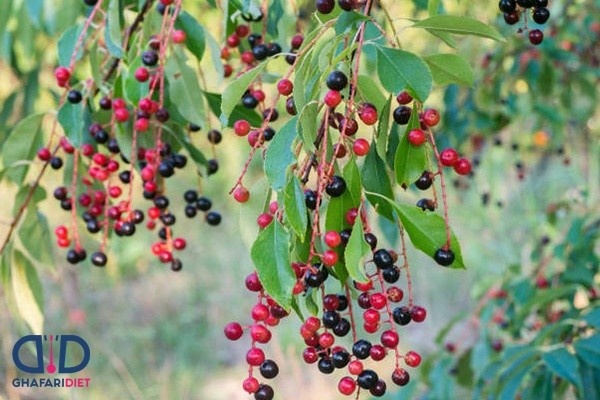 خواص ریشه آلبالو وحشی_6