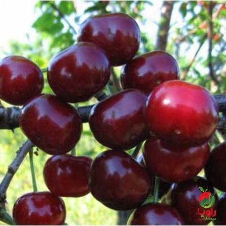خواص ریشه آلبالو وحشی_7
