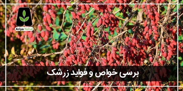 خواص زرشک البالو_4