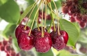 خواص ساقه گیلاس_1