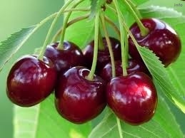 خواص شاخه گیلاس_1