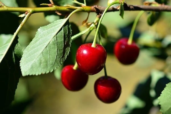 خواص شربت البالو طبیعی_10