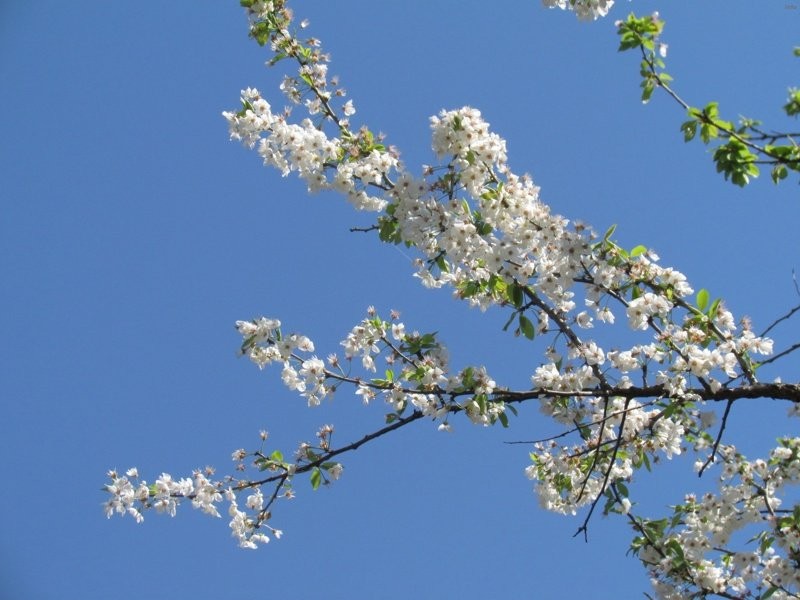 خواص شکوفه گوجه سبز_3