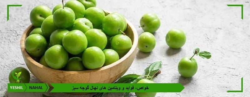 خواص شکوفه گوجه سبز_4