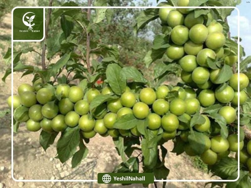 خواص شکوفه گوجه سبز_5