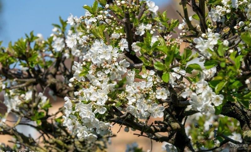 خواص شکوفه گوجه سبز_6