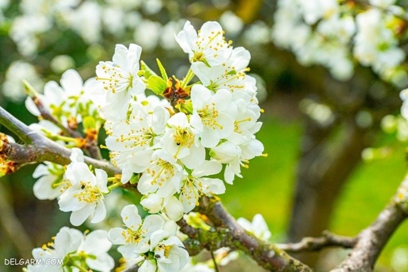 خواص شکوفه گوجه سبز_7