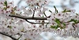 خواص شکوفه گوجه سبز_8