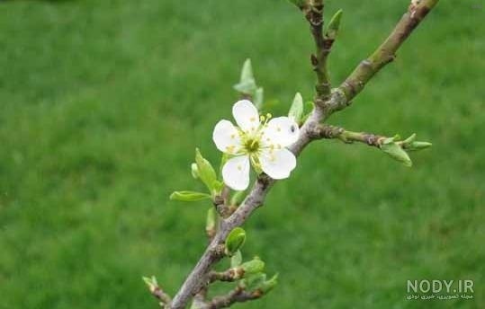 خواص شکوفه گوجه سبز_9