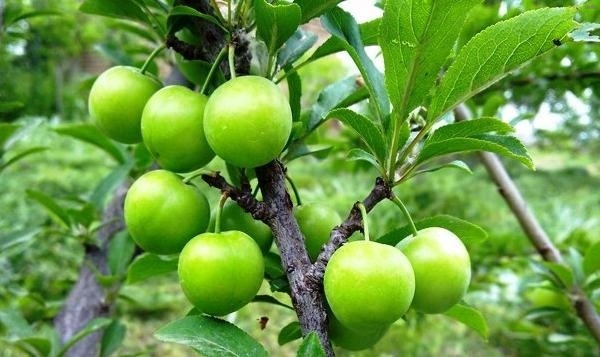 خواص شیره درخت گوجه سبز_10