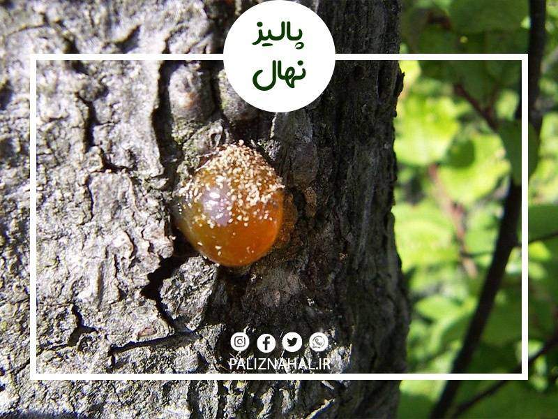 خواص شیره درخت گوجه سبز_8