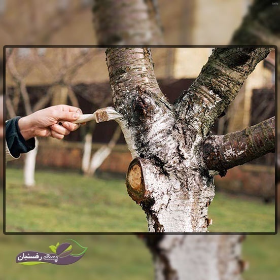 خواص شیره گیلاس_6
