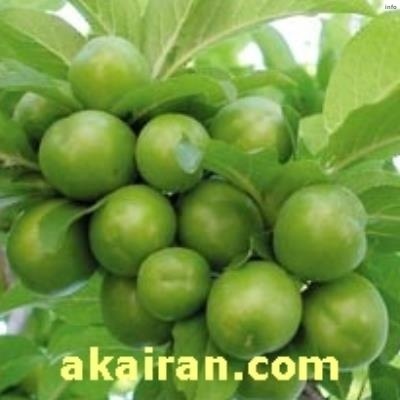 خواص صمغ درخت گوجه سبز_1