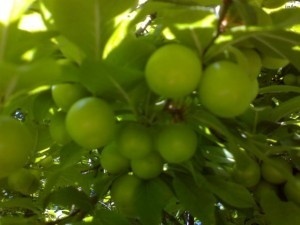خواص صمغ درخت گوجه سبز_10