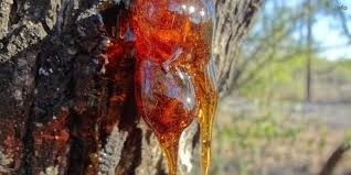 خواص صمغ درخت گوجه سبز_3