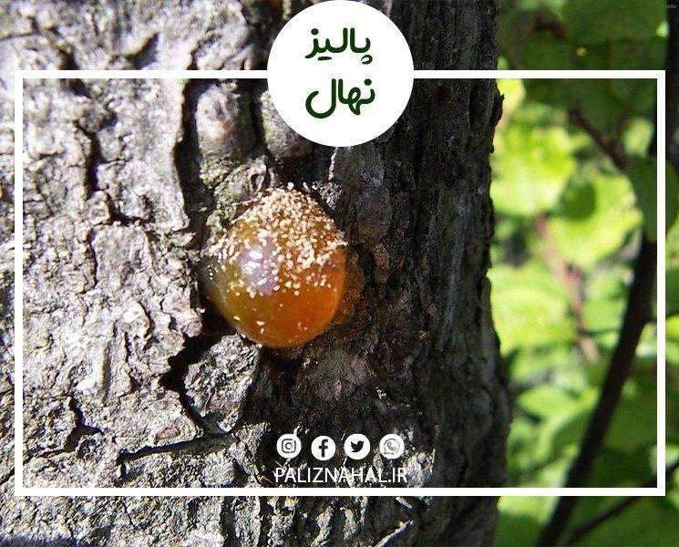 خواص صمغ درخت گوجه سبز_9