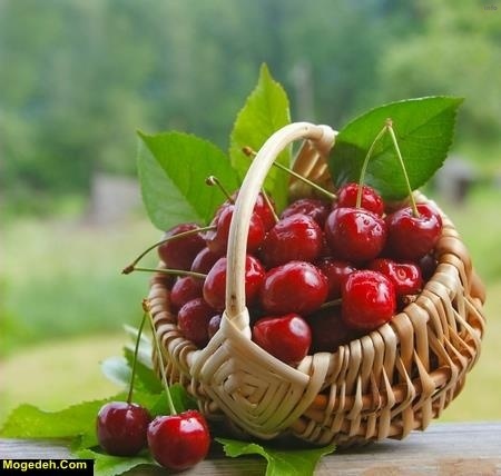 خواص صمغ گیلاس_10