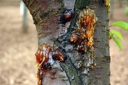 خواص صمغ گیلاس_9