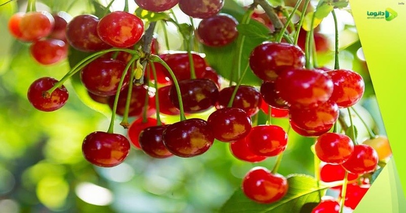 خواص عرق آلبالو_9
