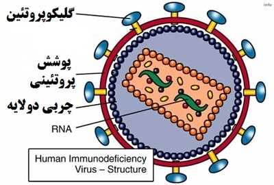ساختار ویروس کرونا_4