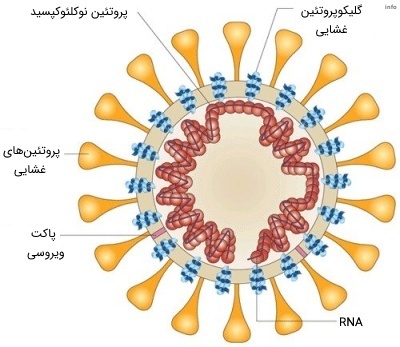 ساختار ویروس کرونا_5