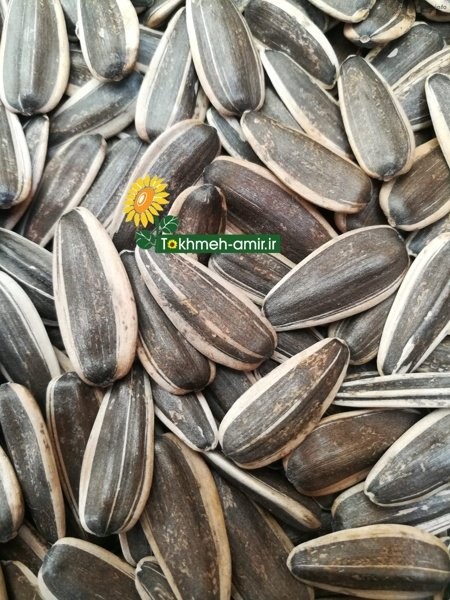 صادرات تخمه کدو_1