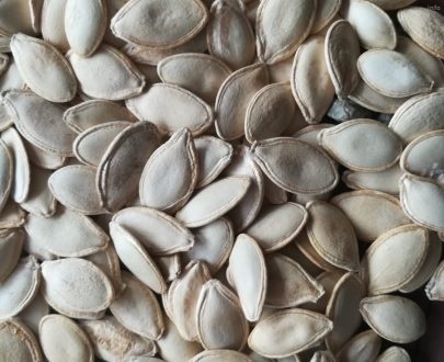 صادرات تخمه کدو_4