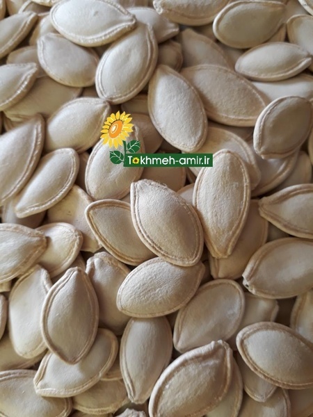صادرات تخمه کدو_6