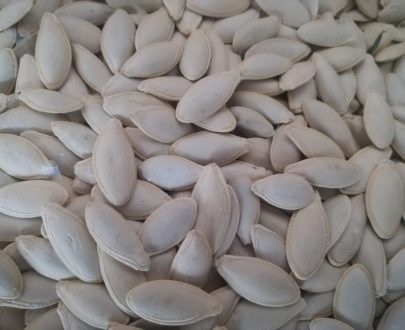 صادرات تخمه کدو_7