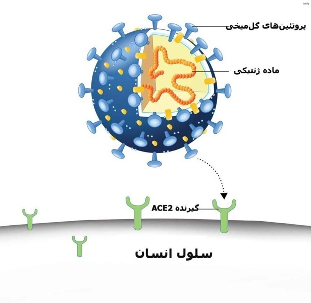 عامل ویروس کرونا_5